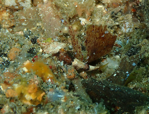 Rogadius welanderi Batu Lubang Kecil, Lembeh. Is also a tentative ID. It could be Onigocia spinosa but does not seem like it.. Geotagged,Indonesia,Midget flathead,Onigocia spinosa,Rogadius welanderi,Spring,Welander's flathead