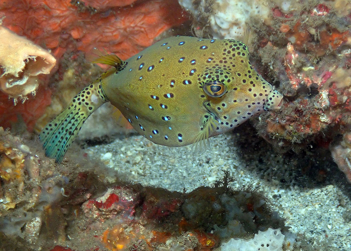 Ostracion cubicus Batu Lubang Kecil, Lembeh. Geotagged,Indonesia,Ostracion cubicus,Spring,Yellow boxfish