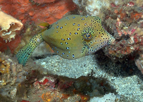 Ostracion cubicus Batu Lubang Kecil, Lembeh. Geotagged,Indonesia,Ostracion cubicus,Spring,Yellow boxfish
