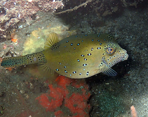 Ostracion cubicus Batu Lubang Kecil, Lembeh. Geotagged,Indonesia,Ostracion cubicus,Spring,Yellow boxfish