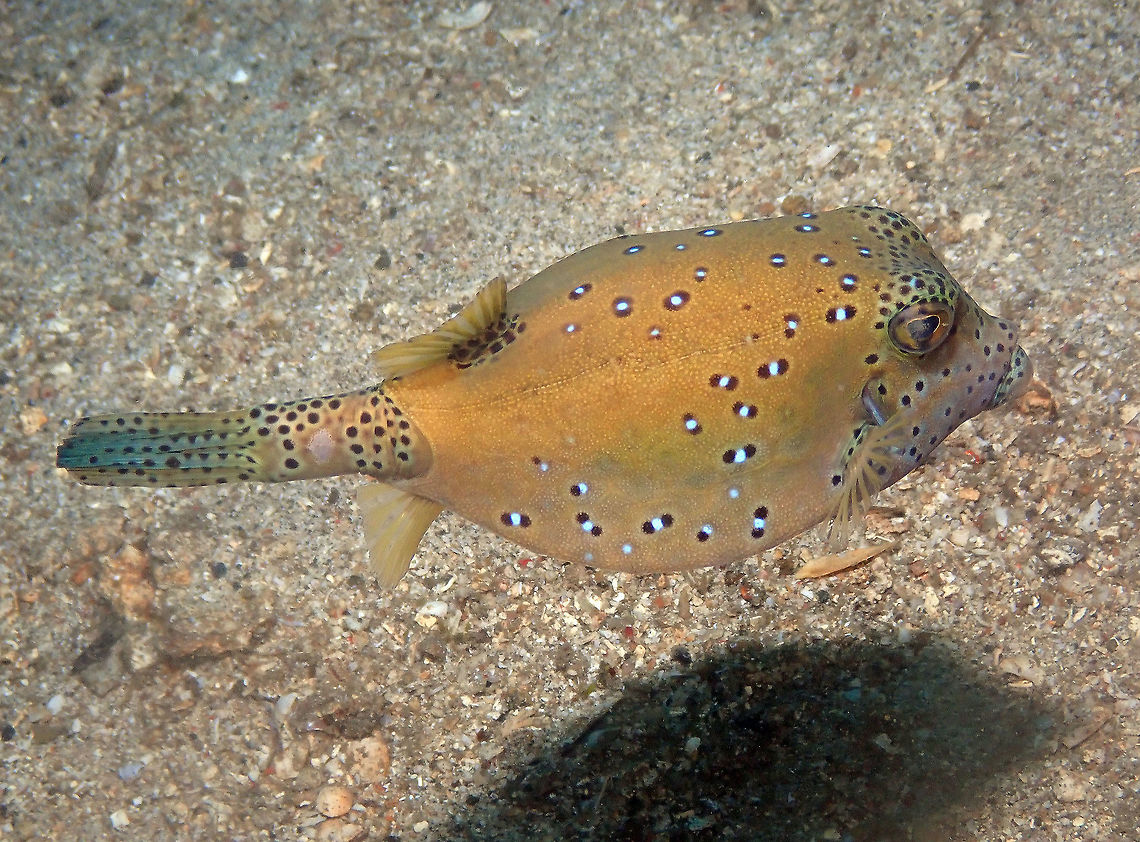 Ostracion_cubicus-3 Batu Lubang Kecil, Lembeh Geotagged,Indonesia,Ostracion cubicus,Spring,Yellow boxfish