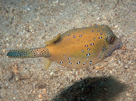 Ostracion_cubicus-3 Batu Lubang Kecil, Lembeh Geotagged,Indonesia,Ostracion cubicus,Spring,Yellow boxfish