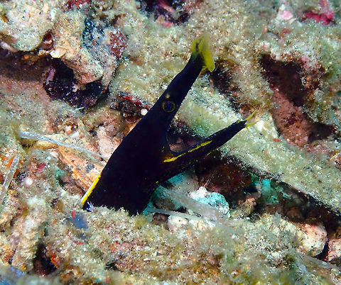 Rhinomuraena quaesita-juvenile Batu Lubang Kecil, Lembeh. Geotagged,Indonesia,Rhinomuraena quaesita,Ribbon eel,Spring
