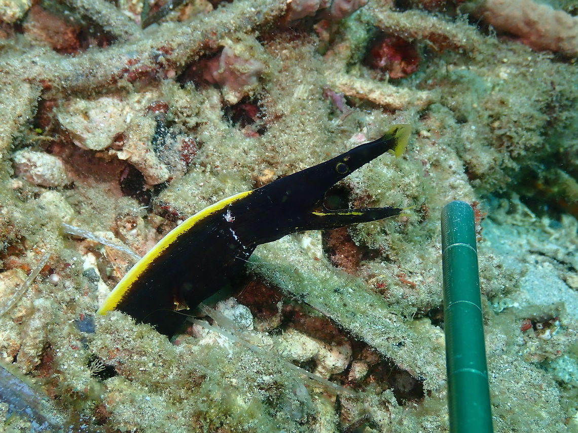 Rhinomuraena quaesita-juvenile Batu Lubang Kecil, Lembeh. This is the same juvenile ribbon eel as in the previous posting but here it is with our pointer next to it so you can notice how small it is. Each big division is 1 inch and the smaller are mm and cm so see that its head may be like 2 in. in length. Also I think it was attacked because it had a gash in its neck. It may have been a bite by another fish to which it escaped by quickly retrieving in its burrow. Geotagged,Indonesia,Rhinomuraena quaesita,Ribbon eel,Spring