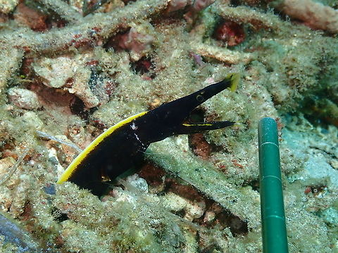 Rhinomuraena quaesita-juvenile Batu Lubang Kecil, Lembeh. This is the same juvenile ribbon eel as in the previous posting but here it is with our pointer next to it so you can notice how small it is. Each big division is 1 inch and the smaller are mm and cm so see that its head may be like 2 in. in length. Also I think it was attacked because it had a gash in its neck. It may have been a bite by another fish to which it escaped by quickly retrieving in its burrow. Geotagged,Indonesia,Rhinomuraena quaesita,Ribbon eel,Spring