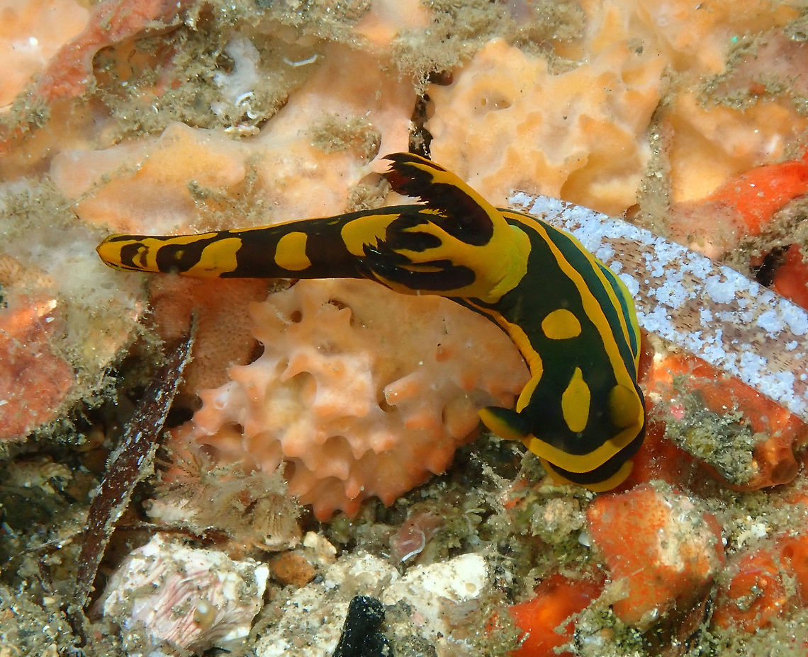 Lonely Tambja gabrielae Batu Lubang Kecil, Lembeh. Gabriela's Tambja,Geotagged,Indonesia,Spring,Tambja gabrielae