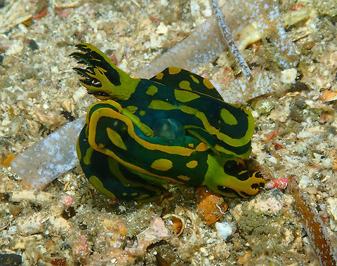 Tambja gabrielae Orgy Batu Lubang Kecil, Lembeh. 
Yes, the thing in the middle is what you think it is. Gabriela's Tambja,Geotagged,Indonesia,Spring,Tambja gabrielae