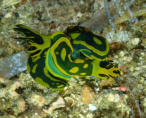 Tambja gabrielae-same scene, different lighting Batu Lubang Kecil, Lembeh. Gabriela's Tambja,Geotagged,Indonesia,Spring,Tambja gabrielae