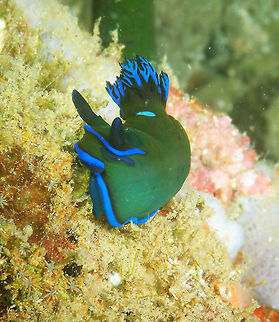 Tambja morosa Batu Lubang Kecil, Lembeh. Geotagged,Gloomy Nudibranch,Indonesia,Spring,Tambja morosa