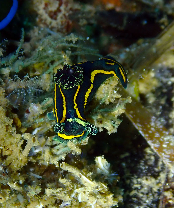 Tambja sp.8 Batu Lubang Kecil, Lembeh.<br />
As it happens to a few of the animals i have seen in Lembeh, they do not have yet a specific species name. So is the case for this beautiful little Tambja.<br />
But there is info on it in this link:<br />
<a href="http://www.seaslugforum.net/find/tambsp8" rel="nofollow">http://www.seaslugforum.net/find/tambsp8</a> Geotagged,Indonesia,Lembeh,Spring,Tambja,nudibranch