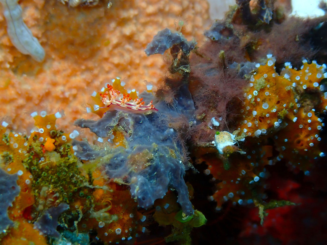 Flabellina rubrolineata and Nausithoe punctata polyps Tanjung Lampy, Lembeh.<br />
This picture shows the nudibranch Flabellina rubrolineata cruising by but the emphasis here is on polyps of the jellyfish Nausithoe punctata. These are the nearby orange patches with a white top and tentacles. These will at some point produce free jellies but are still on their juvenile phase.  Geotagged,Indonesia,Jellyfish Nausithoe,Nausithoe punctata,Spring