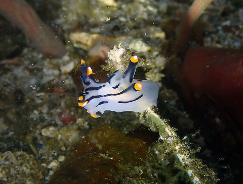 Thecacera picta Batu Lubang Kecil, Lembeh. Geotagged,Indonesia,Spring,Thecacera picta