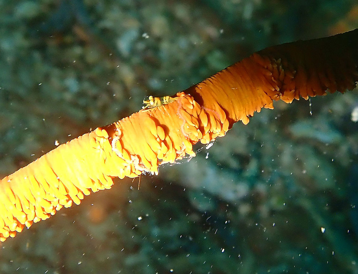 Anker's whip coral shrimp - Pontonides ankeri Batu Lubang Kecil, Lembeh. Anker's whip coral shrimp,Geotagged,Indonesia,Pontonides ankeri,Spring