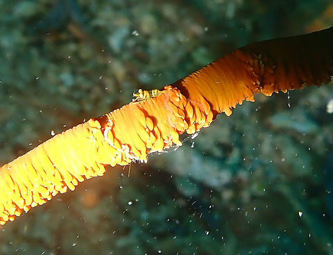 Anker's whip coral shrimp - Pontonides ankeri Batu Lubang Kecil, Lembeh. Anker's whip coral shrimp,Geotagged,Indonesia,Pontonides ankeri,Spring