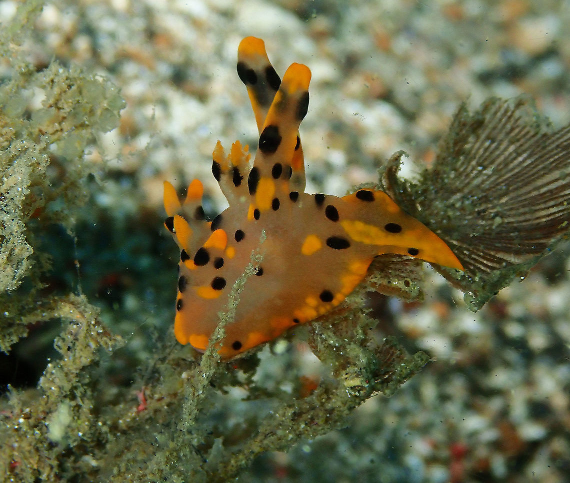 Thecacera sp. - the bastard brother of T. picta Batu Lubang Kecil, Lembeh.<br />
I wonder why this beauty still has no last name! Geotagged,Indonesia,Lembeh,Spring,Thecacera,nudibranch