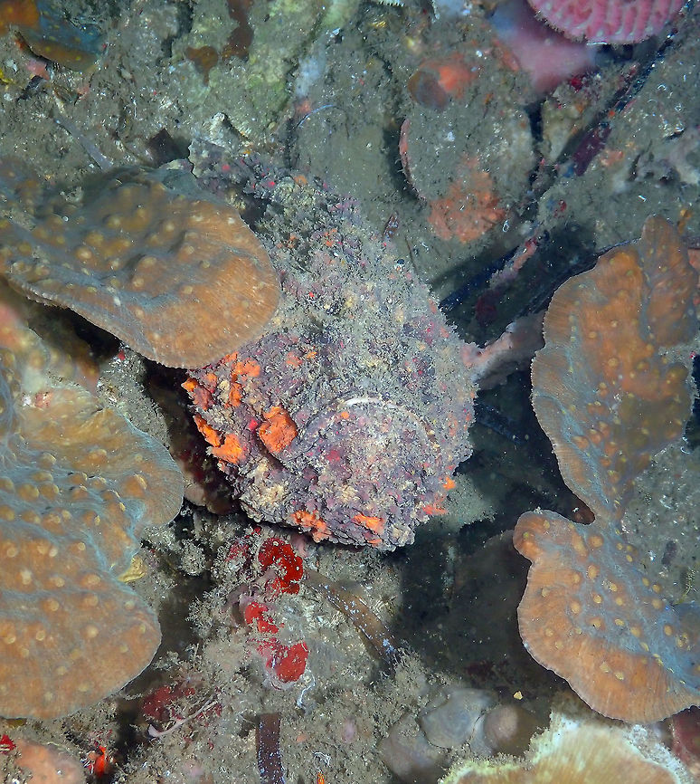 Synanceia verrucosa: one of these "find me"pictures Batu Lubang Kecil, Lembeh. Geotagged,Indonesia,Reef stonefish,Spring,Synanceia verrucosa