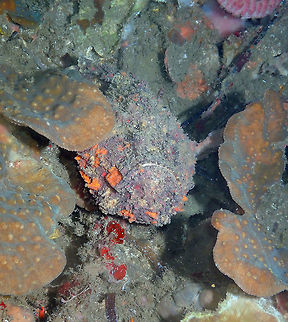 Synanceia verrucosa: one of these "find me"pictures Batu Lubang Kecil, Lembeh. Geotagged,Indonesia,Reef stonefish,Spring,Synanceia verrucosa