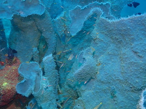 Callyspongia aerizusa Diver's Lodge House Reef, Lembeh. Callyspongia aerizusa,Geotagged,Indonesia,Spring,Tube Sponge