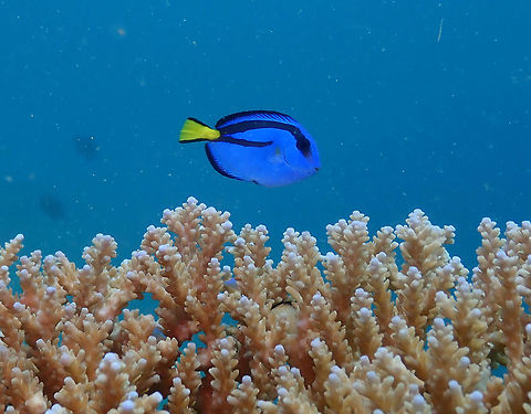 Palette Surgeonfish juvenile - Paracanthurus hepatus Diver's Lodge, Lembeh. Geotagged,Indonesia,Palette surgeonfish,Paracanthurus hepatus,Spring