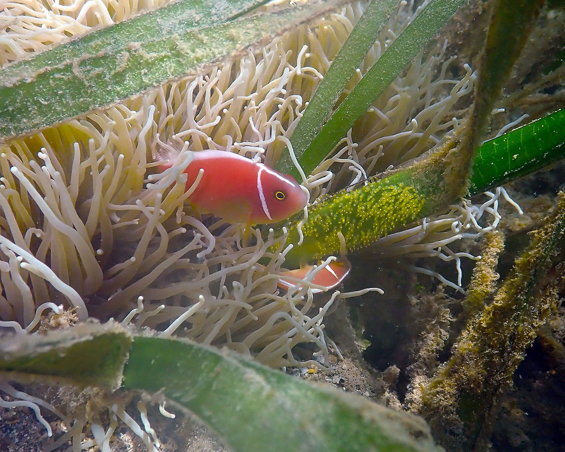 Mom and Dad with their brood - Amphiprion perideraion Diver&#039;s Lodge, Lembeh. Amphiprion perideraion,Geotagged,Indonesia,Pink skunk clownfish,Spring