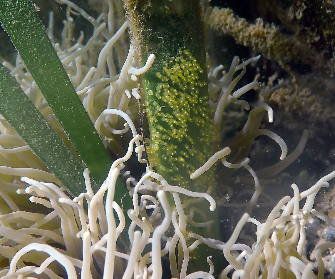 Eggs close-up - Amphiprion perideraion Diver&#039;s Lodge, Lembeh. Amphiprion perideraion,Geotagged,Indonesia,Pink skunk clownfish,Spring