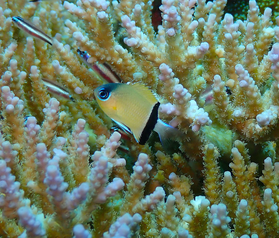 Black Bar Chromis - Chromis retrofasciata Diver&#039;s Lodge, Lembeh. Chromis retrofasciata,Geotagged,Indonesia,Spring
