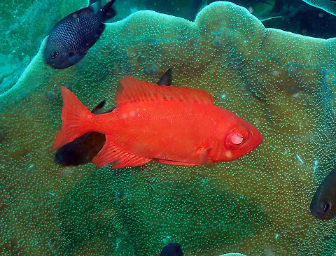 Priacanthus blochii Diver's Lodge, Lembeh. Geotagged,Indonesia,Priacanthus blochii,Spring