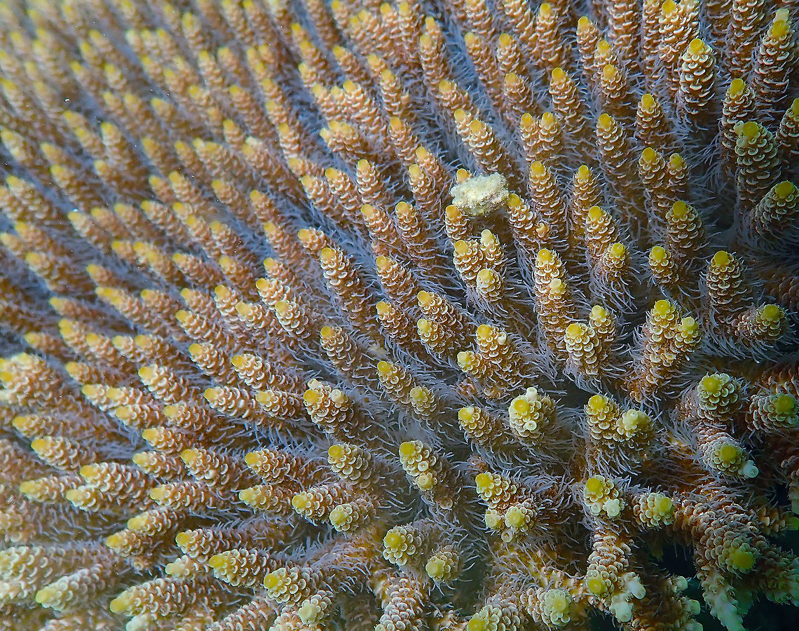 Acropora millepora Diver&#039;s Lodge House Reef, Lembeh. Acropora millepora,Geotagged,Indonesia,Spring