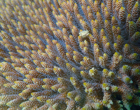 Acropora millepora Diver's Lodge House Reef, Lembeh. Acropora millepora,Geotagged,Indonesia,Spring