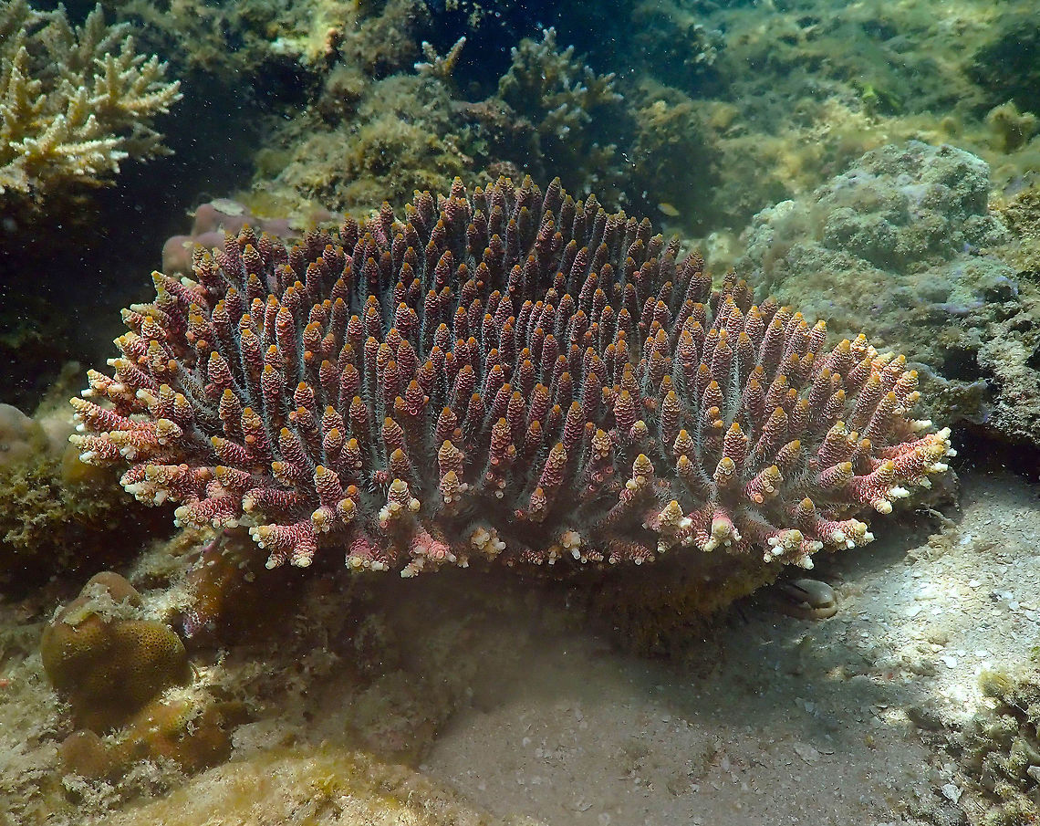 Acropora millepora Diver's Lodge House Reef, Lembeh. Acropora millepora,Geotagged,Indonesia,Spring