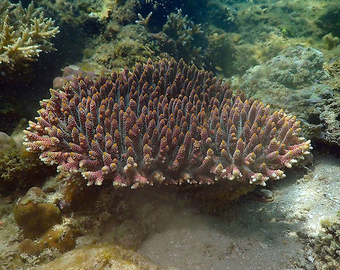 Acropora millepora Diver's Lodge House Reef, Lembeh. Acropora millepora,Geotagged,Indonesia,Spring