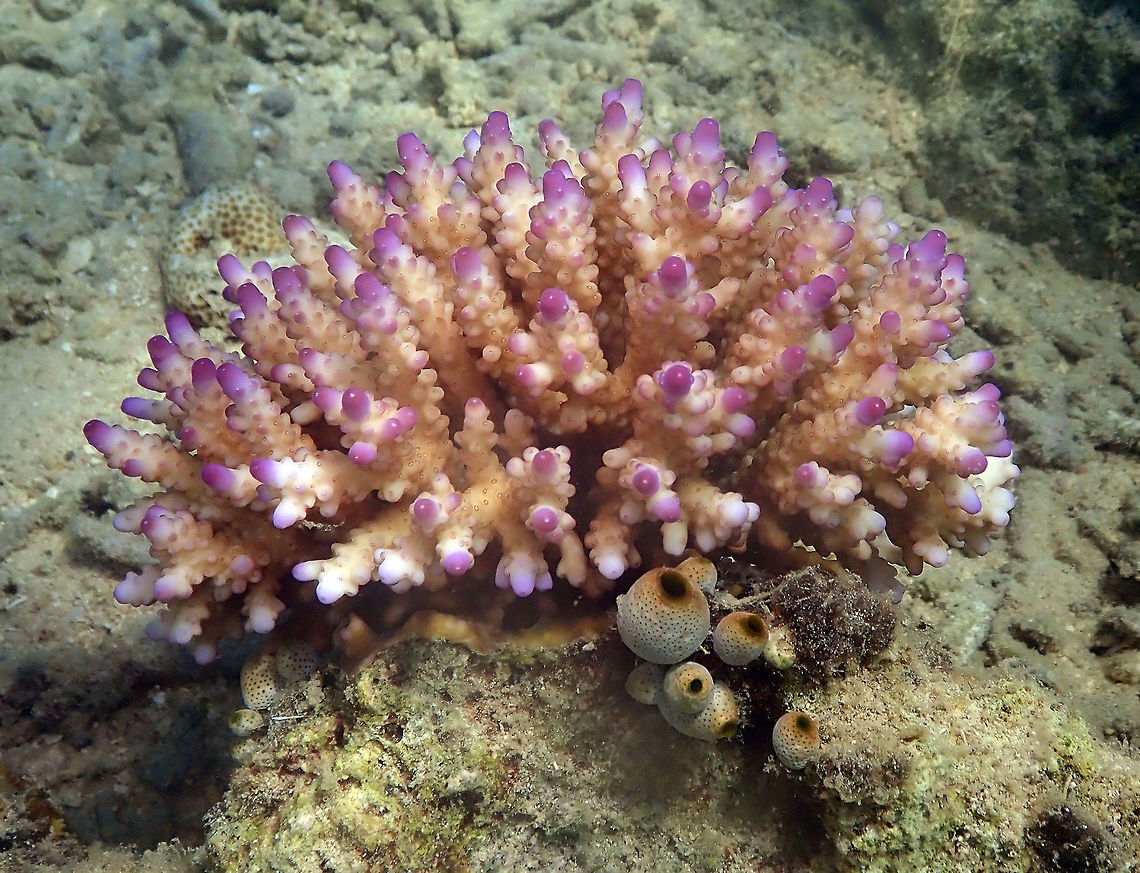 Acropora valida Diver&#039;s Lodge House Reef, Lembeh. Acropora valida,Geotagged,Indonesia,Spring