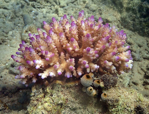 Acropora valida Diver's Lodge House Reef, Lembeh. Acropora valida,Geotagged,Indonesia,Spring