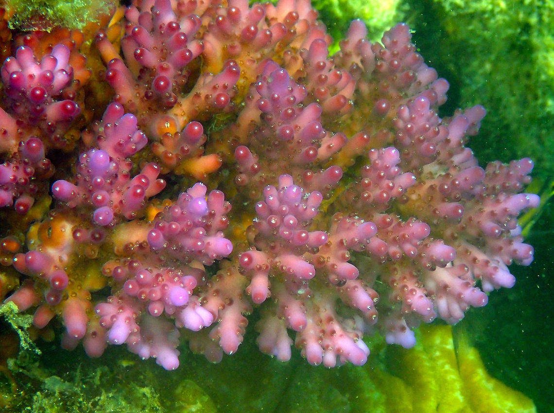 Acropora valida Diver&#039;s Lodge House Reef, Lembeh. Acropora valida,Geotagged,Indonesia,Spring