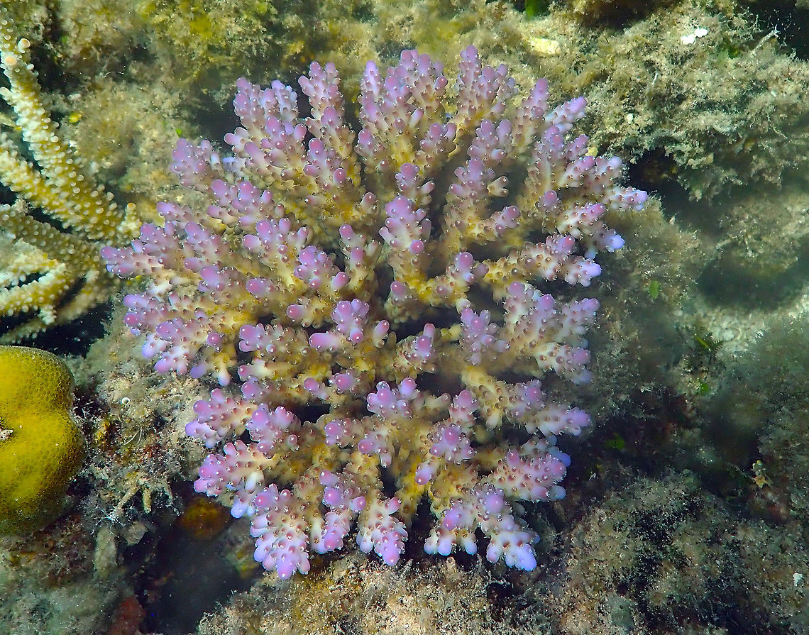 Acropora valida Diver&#039;s Lodge House Reef, Lembeh. Acropora valida,Geotagged,Indonesia,Spring