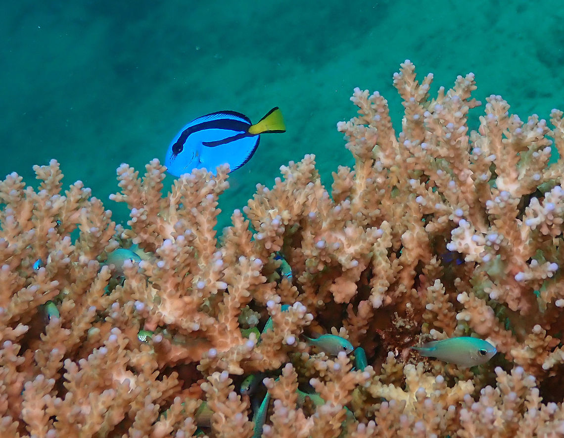 Paracanthurus hepatus - round and around it goes Diver&#039;s Lodge House Reef, Lembeh.<br />
Like I said, back and forth he went, swimming and swimming around the table coral :-D Geotagged,Indonesia,Palette surgeonfish,Paracanthurus hepatus,Spring
