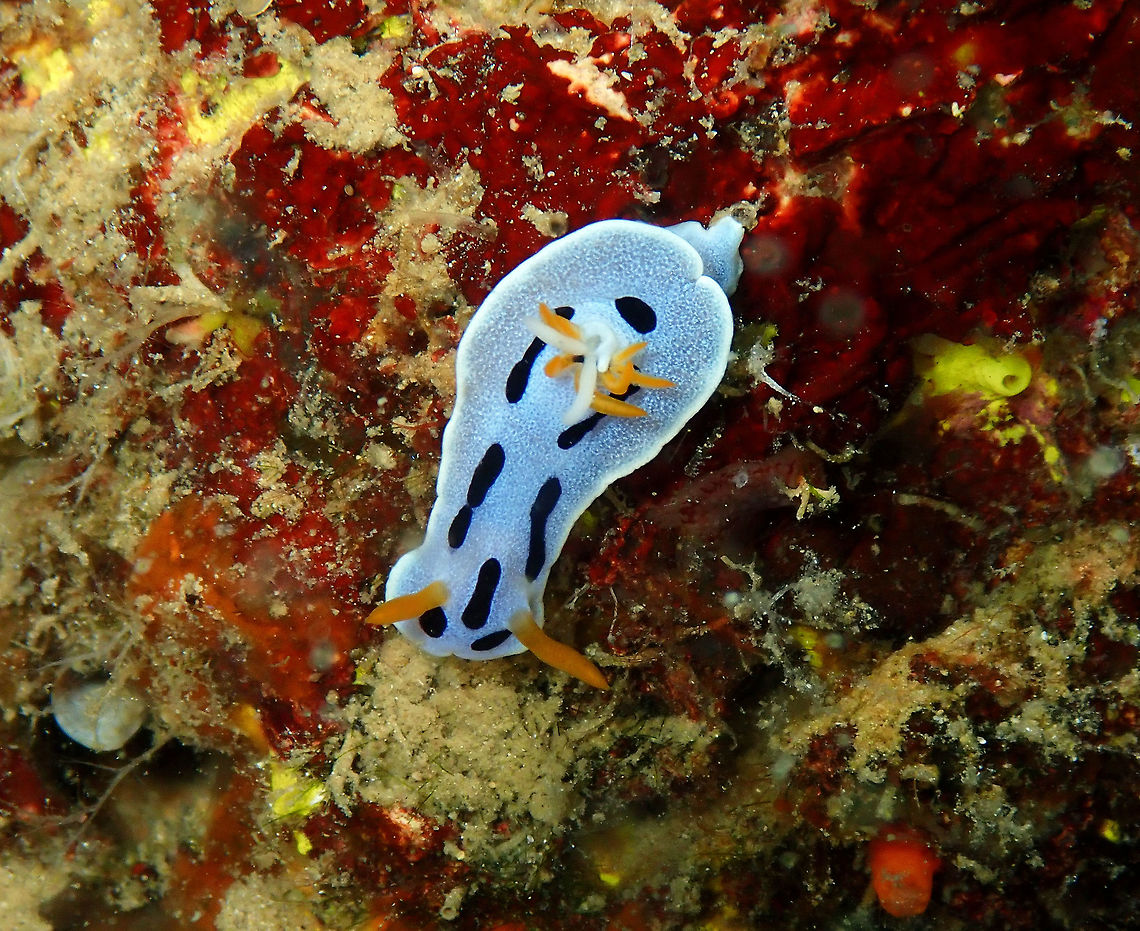 Chromodoris dianae Diver&#039;s Lodge House Reef, Lembeh. I think the white things sticking out of the gills could be part of a copepod parasite, but not sure. Chromodoris dianae,Geotagged,Indonesia,Spring