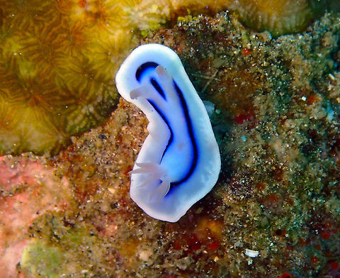 Chromodoris lochi Diver's Lodge House Reef, Lembeh. Chromodoris lochi,Geotagged,Indonesia,Loch's Chromodoris,Spring