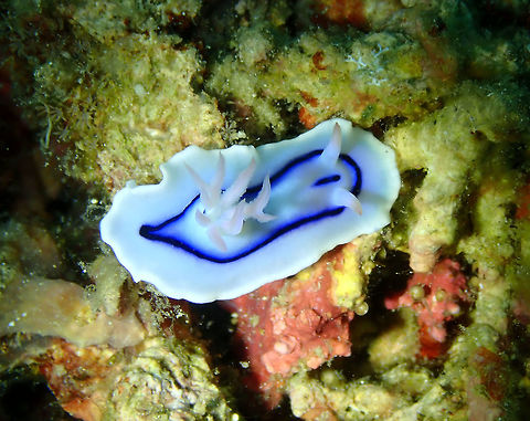 Chromodoris lochi Diver's Lodge House Reef, Lembeh. Chromodoris lochi,Geotagged,Indonesia,Loch's Chromodoris,Spring