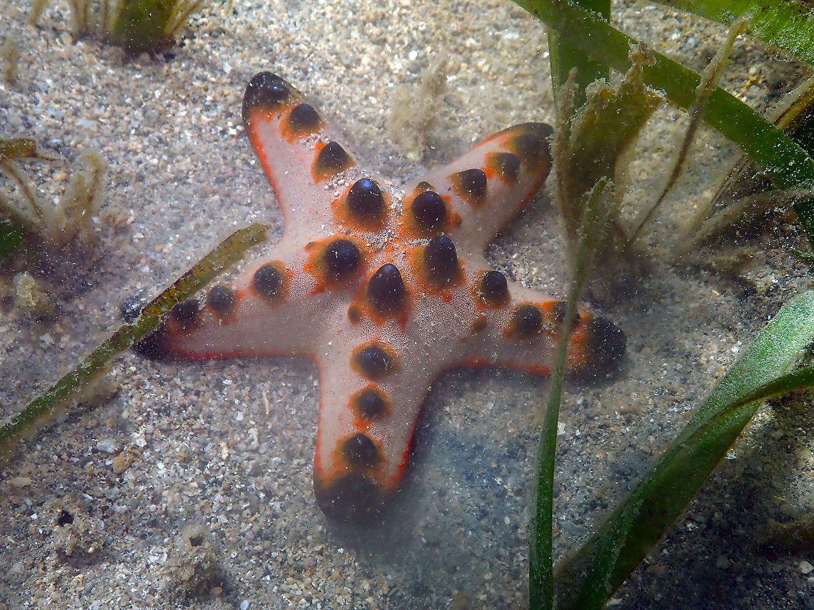 Chocolate Chip Sea Star -Protoreaster nodosus Diver&#039;s Lodge House Reef, Lembeh. Geotagged,Horned Sea Star,Indonesia,Protoreaster nodosus,Spring