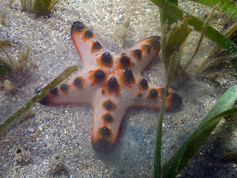 Chocolate Chip Sea Star -Protoreaster nodosus Diver's Lodge House Reef, Lembeh. Geotagged,Horned Sea Star,Indonesia,Protoreaster nodosus,Spring