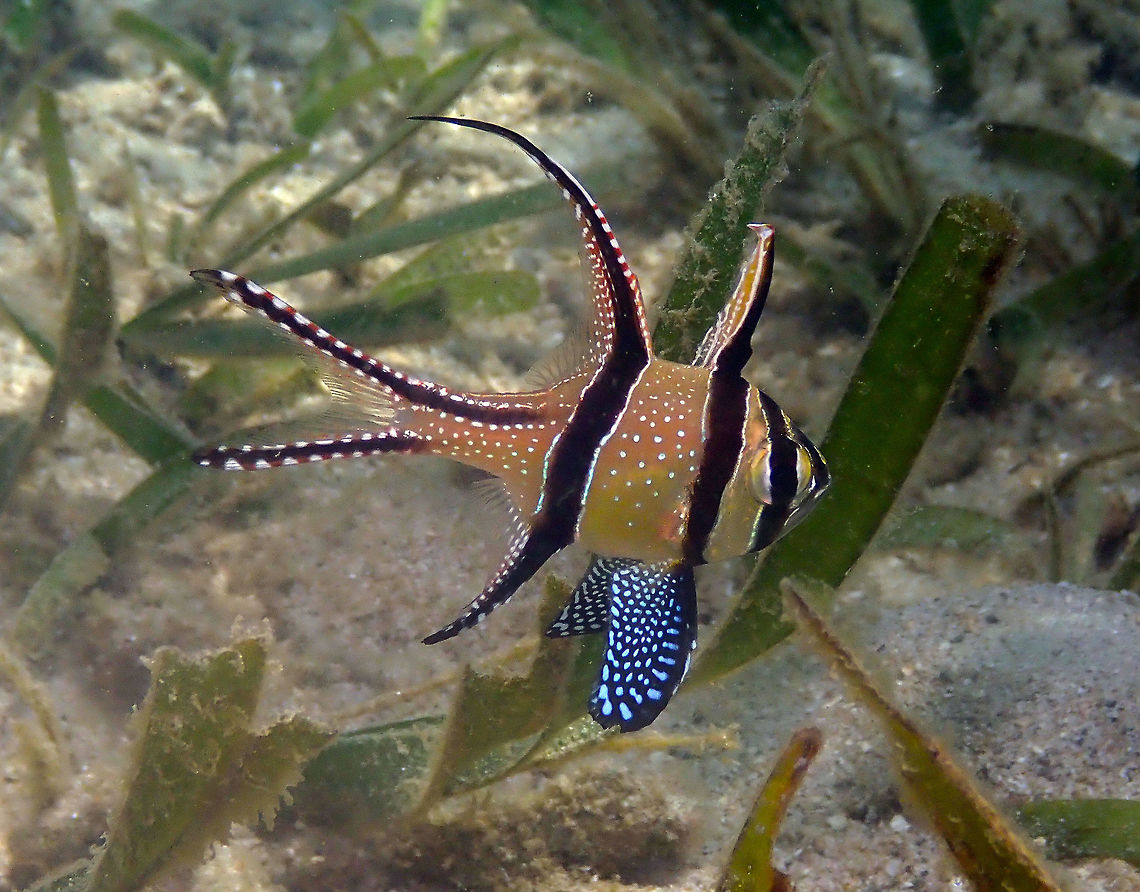 Banggai cardinalfish (Pterapogon kauderni) Diver&#039;s Lodge House Reef, Lembeh. Banggai cardinalfish,Geotagged,Indonesia,Pterapogon  kauderni,Spring