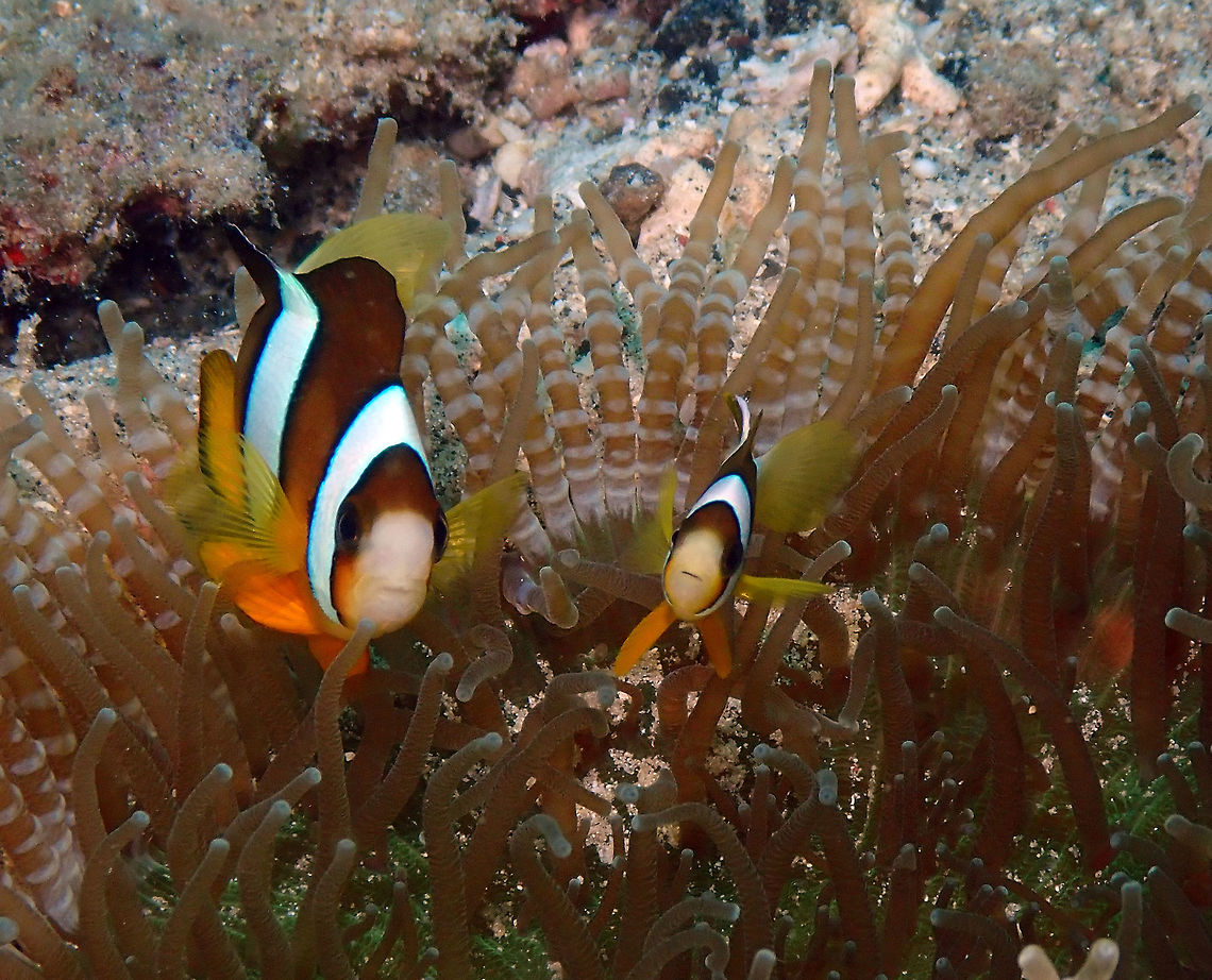 Yellowtail clownfish (Amphiprion clarkii) Diver&#039;s Lodge House Reef, Lembeh. Amphiprion clarkii,Clarks Anemonefish,Geotagged,Indonesia,Spring