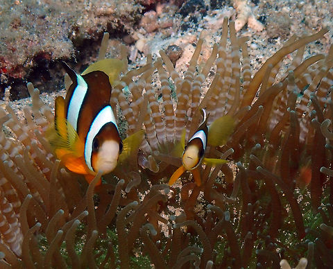 Yellowtail clownfish (Amphiprion clarkii) Diver's Lodge House Reef, Lembeh. Amphiprion clarkii,Clarks Anemonefish,Geotagged,Indonesia,Spring