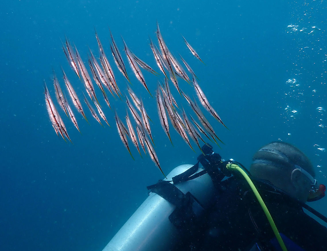 Grooved Razorfish (Centriscus scutatus) Diver&#039;s Lodge House Reef, Lembeh.<br />
They just circled my husband while he was filming something. In the end they were in his back without him noticing :-D Aeoliscus strigatus,C. scutatus,Geotagged,Grooved Razorfish,Indonesia,Razorfish,Spring