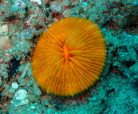 Cycloseris or Fungia Diver's Lodge House Reef, Lembeh. Cycloseris,Geotagged,Indonesia,Lembeh,Spring,coral