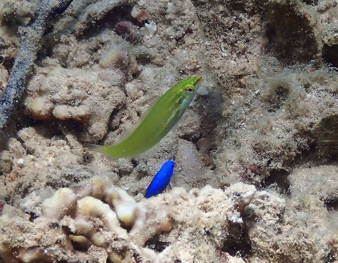 Pastel-green wrasse (Halichoeres chloropterus) - juvenile Diver&#039;s Lodge House Reef, Lembeh.<br />
Is the green one. Geotagged,Halichoeres chloropterus,Indonesia,Pastel-green wrasse,Spring
