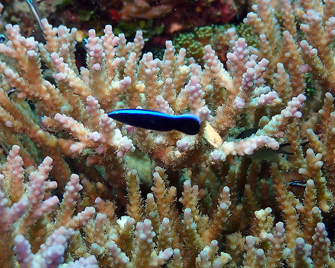 Labroides dimidiatus Diver's Lodge House Reef, Lembeh. Bluestreak cleaner wrasse,Geotagged,Indonesia,Labroides dimidiatus,Spring