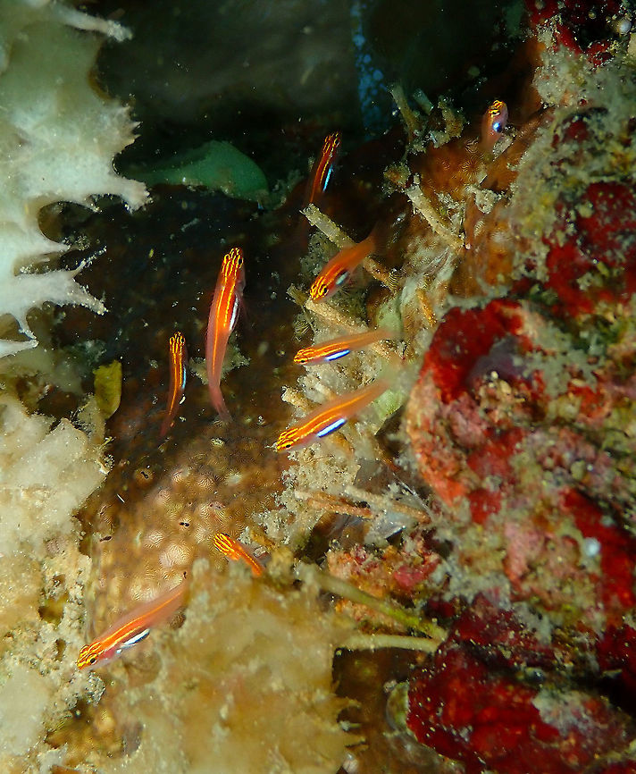 Eviota pellucida Diver&#039;s Lodge House Reef, Lembeh. Eviota pellucida,Neon pygmy goby