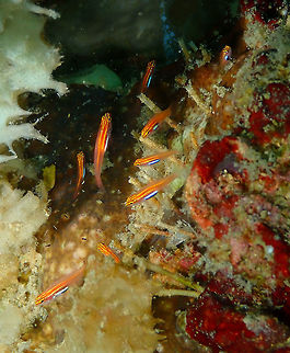 Eviota pellucida Diver's Lodge House Reef, Lembeh. Eviota pellucida,Neon pygmy goby